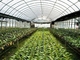 گلخانه گیاهی کشاورزی پیش ساخته سازه فولادی سبک Q235 ISO9001
