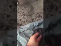 ویدیوی کار از دانه گیری کود توپ