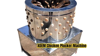 دستگاه پاک کن مرغ تجاری XDEM 60 بشکه ای استیل ضد زنگ برای مرغابی مرغابی