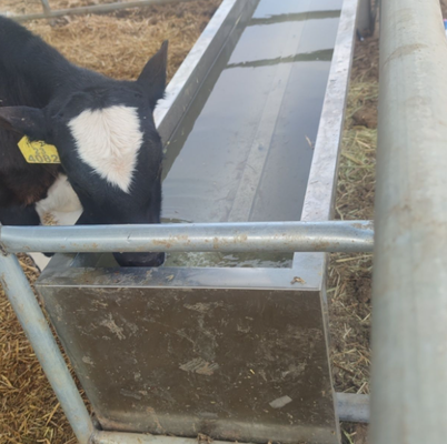 Powder Coated Corrosion Resistant Livestock Waterer for Easy Integration into Farm Water Systems